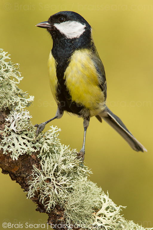 Great Tit (Parus major), perched on a branch, Galicia, Spain.